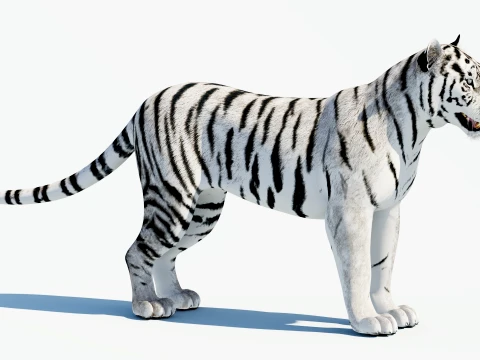 White Tiger 3D Model