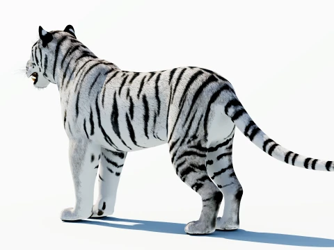 White Tiger 3D Model