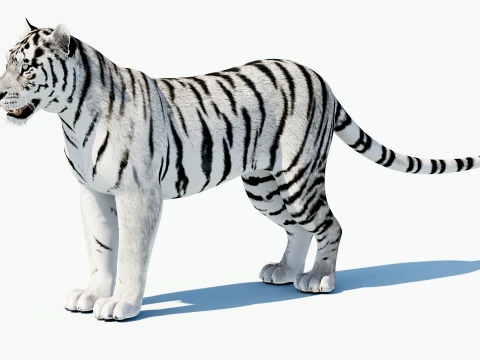 White Tiger 3D Model