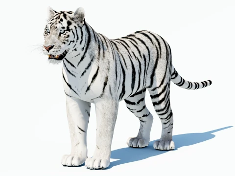 White Tiger 3D Model
