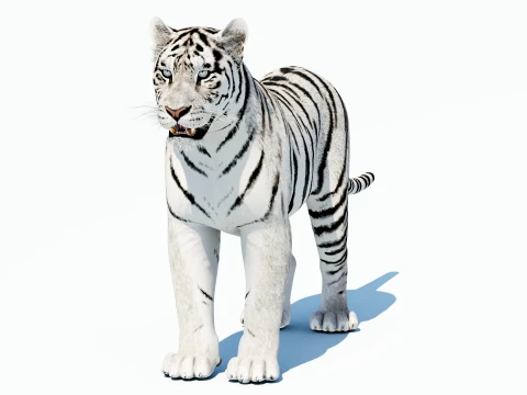 White Tiger 3D Model