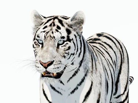 White Tiger 3D Model