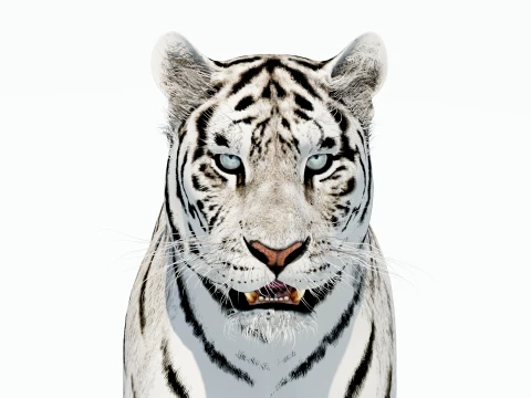 White Tiger 3D Model