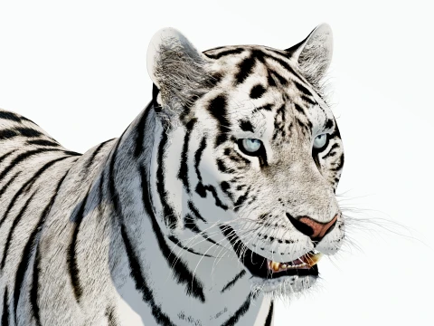 White Tiger 3D Model