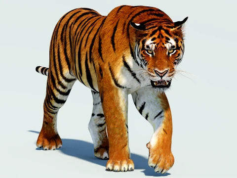 Animated Siberian Tiger Modèle 3D