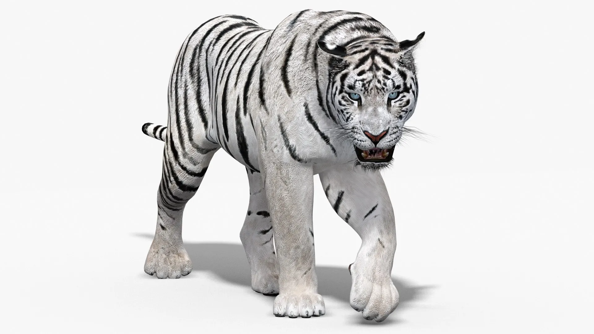 Animated Siberian White Tiger - Low-Poly 3D Model .c4d .max .obj .3ds .fbx .stl .blend