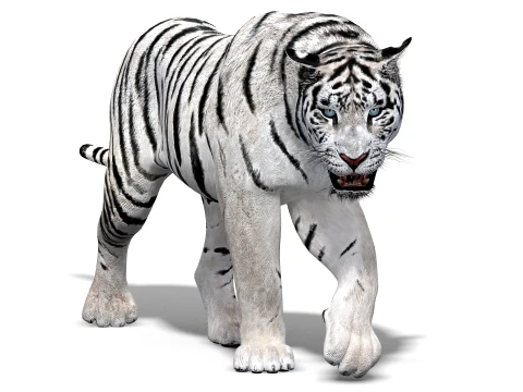 Animated Siberian White Tiger - Low-Poly 3D Modell
