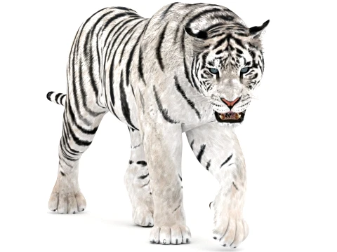Animated Siberian White Tiger - Low-Poly 3D Model