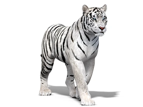 Animated Siberian White Tiger - Low-Poly 3D Model