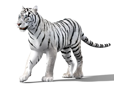 Animated Siberian White Tiger - Low-Poly 3D Model