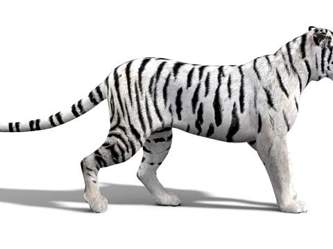 Animated Siberian White Tiger - Low-Poly 3D Model