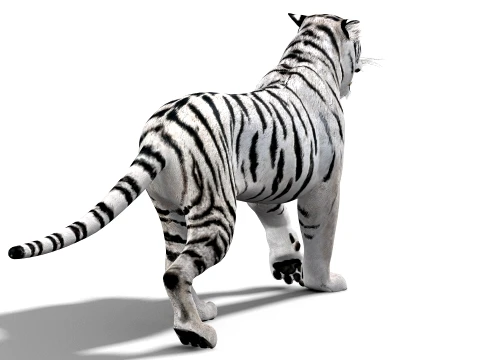 Animated Siberian White Tiger - Low-Poly 3D Model