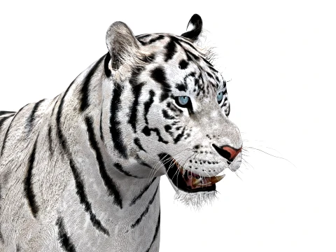 Animated Siberian White Tiger - Low-Poly 3D Model