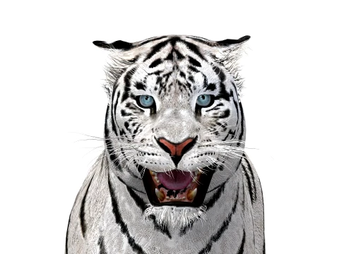 Animated Siberian White Tiger - Low-Poly 3D Model