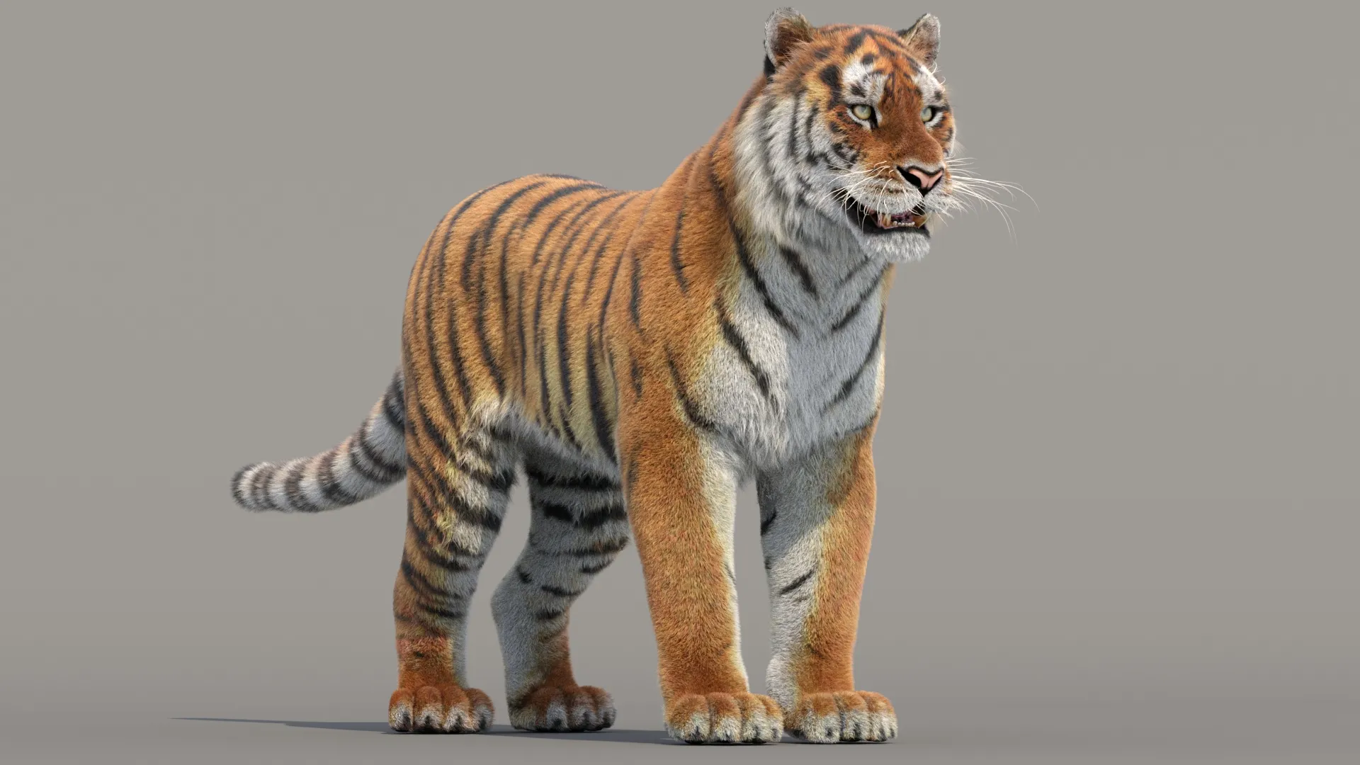 Siberian Tiger Fur 3D Model .c4d .max .obj .3ds .fbx .stl .blend