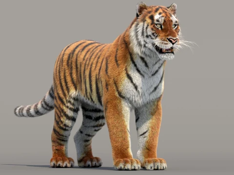 Siberian Tiger Fur 3D Modell