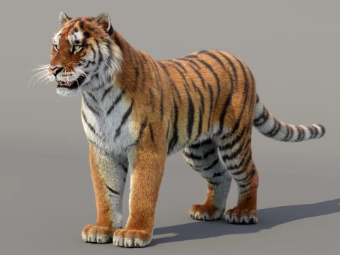 Siberian Tiger Fur 3D Model