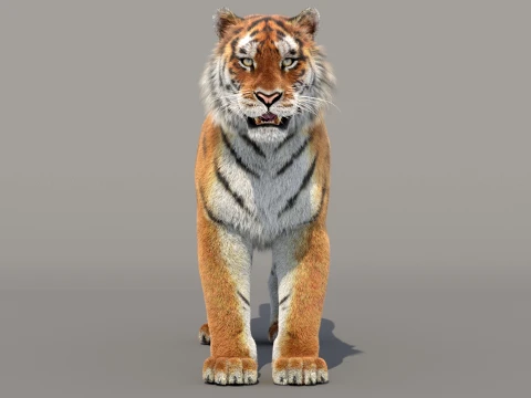 Siberian Tiger Fur 3D Model