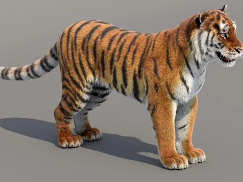 Siberian Tiger Fur 3D Model