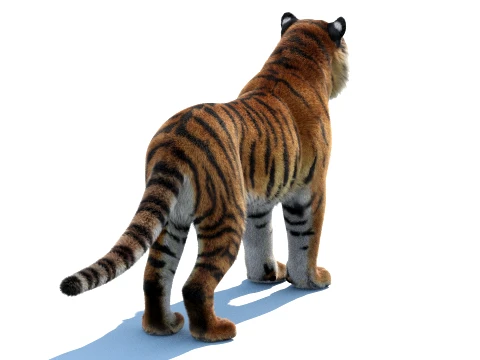 Siberian Tiger Fur 3D Model