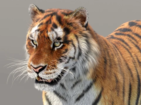 Siberian Tiger Fur 3D Model