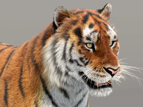 Siberian Tiger Fur 3D Model