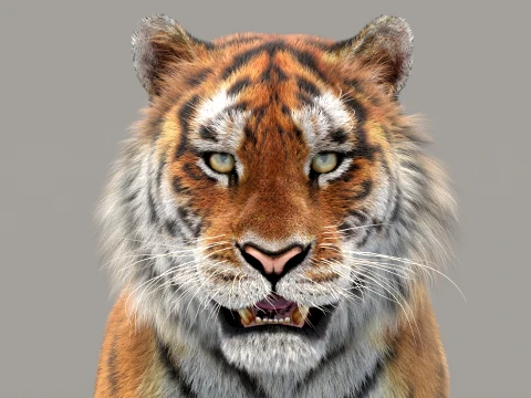 Siberian Tiger Fur 3D Model
