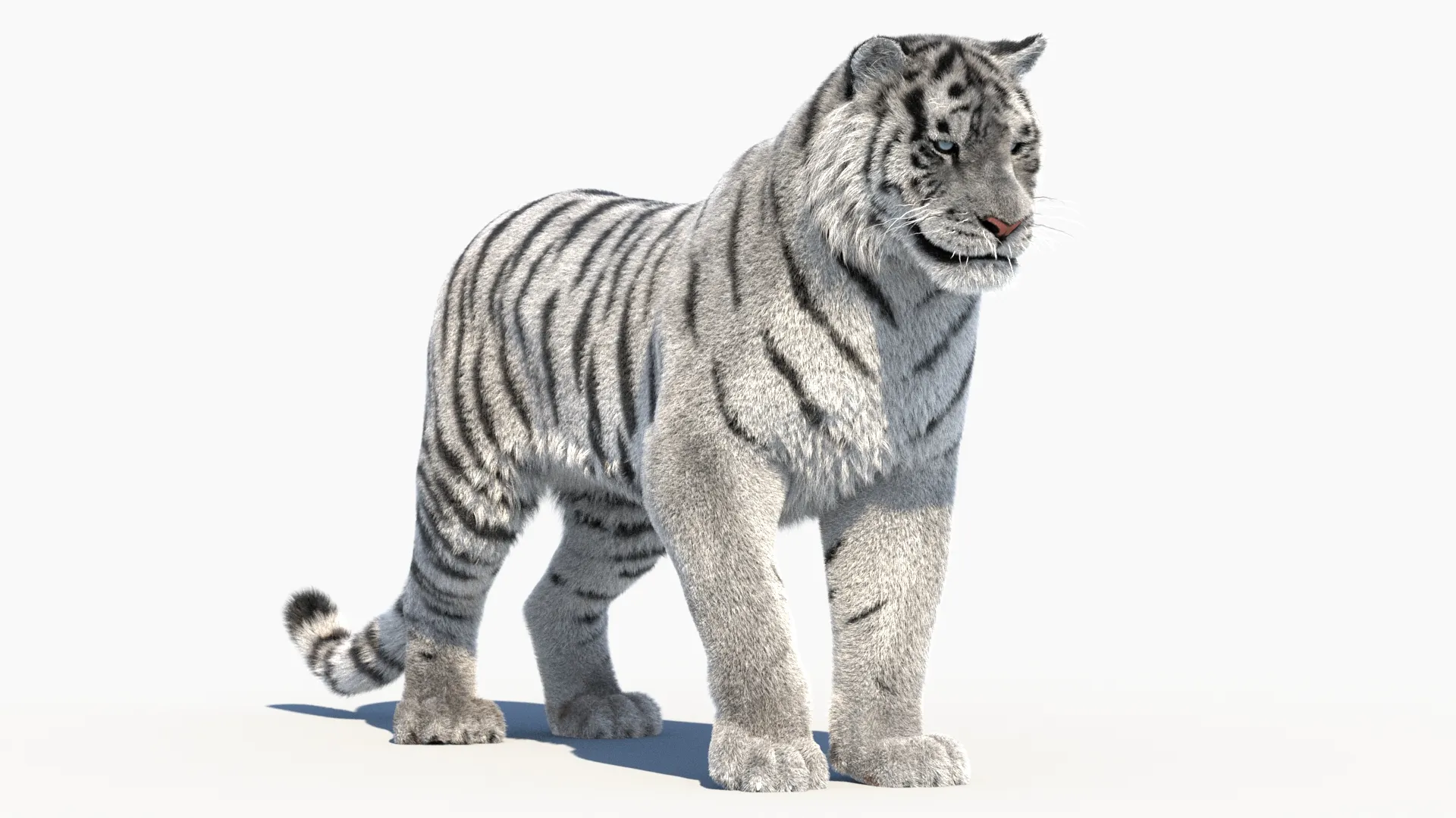 Rigged Siberian White Tiger 3D Model .c4d .max .obj .3ds .fbx .stl .blend