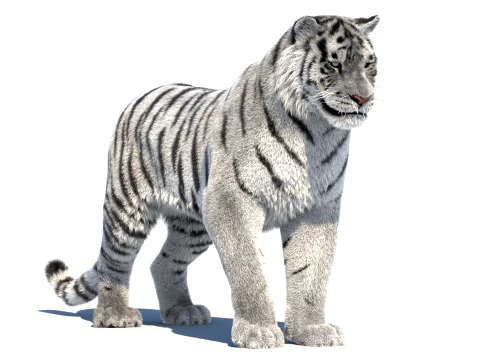 Rigged Siberian White Tiger 3D Modell