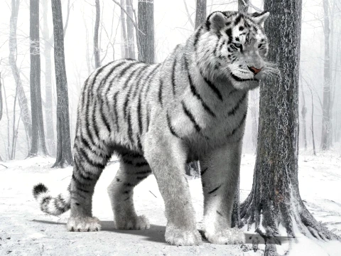Rigged Siberian White Tiger 3D Model