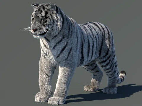 Rigged Siberian White Tiger 3D Model