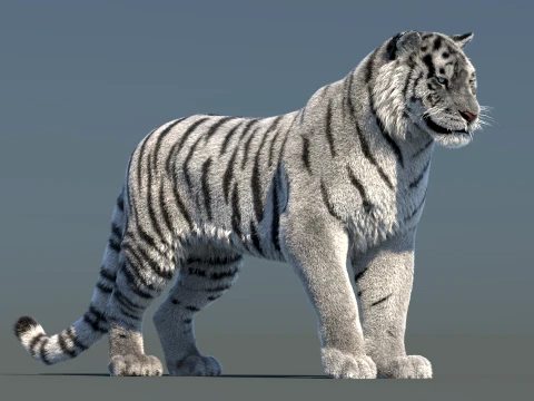 Rigged Siberian White Tiger 3D Model