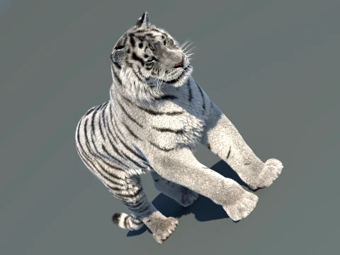 Rigged Siberian White Tiger 3D Model