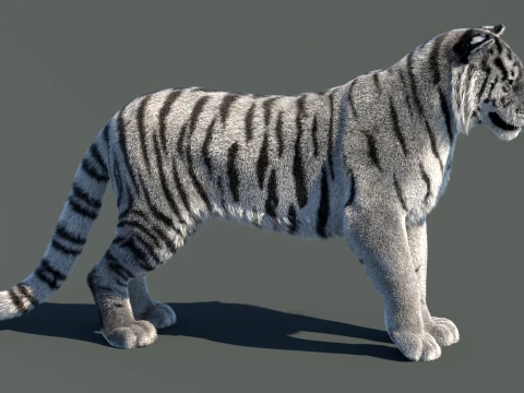 Rigged Siberian White Tiger 3D Model