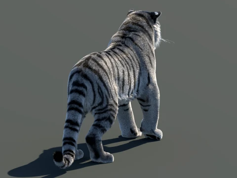 Rigged Siberian White Tiger 3D Model