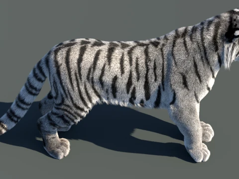 Rigged Siberian White Tiger 3D Model