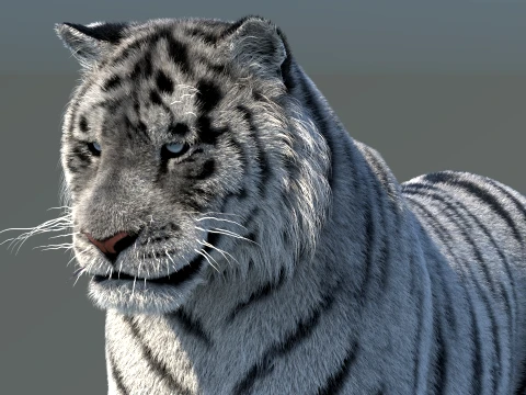 Rigged Siberian White Tiger 3D Model