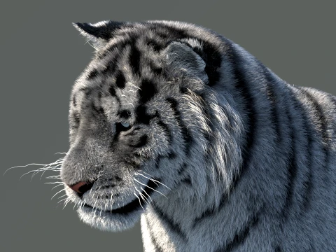 Rigged Siberian White Tiger 3D Model