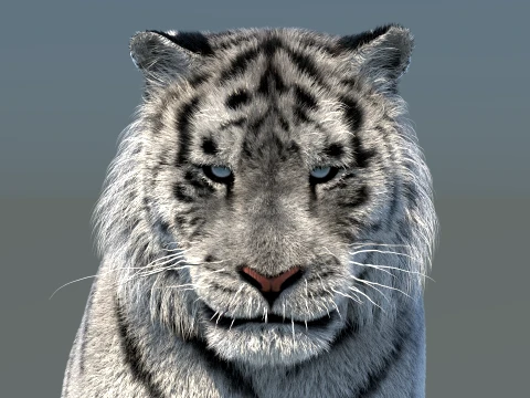 Rigged Siberian White Tiger 3D Model