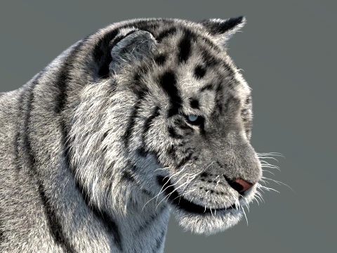 Rigged Siberian White Tiger 3D Model