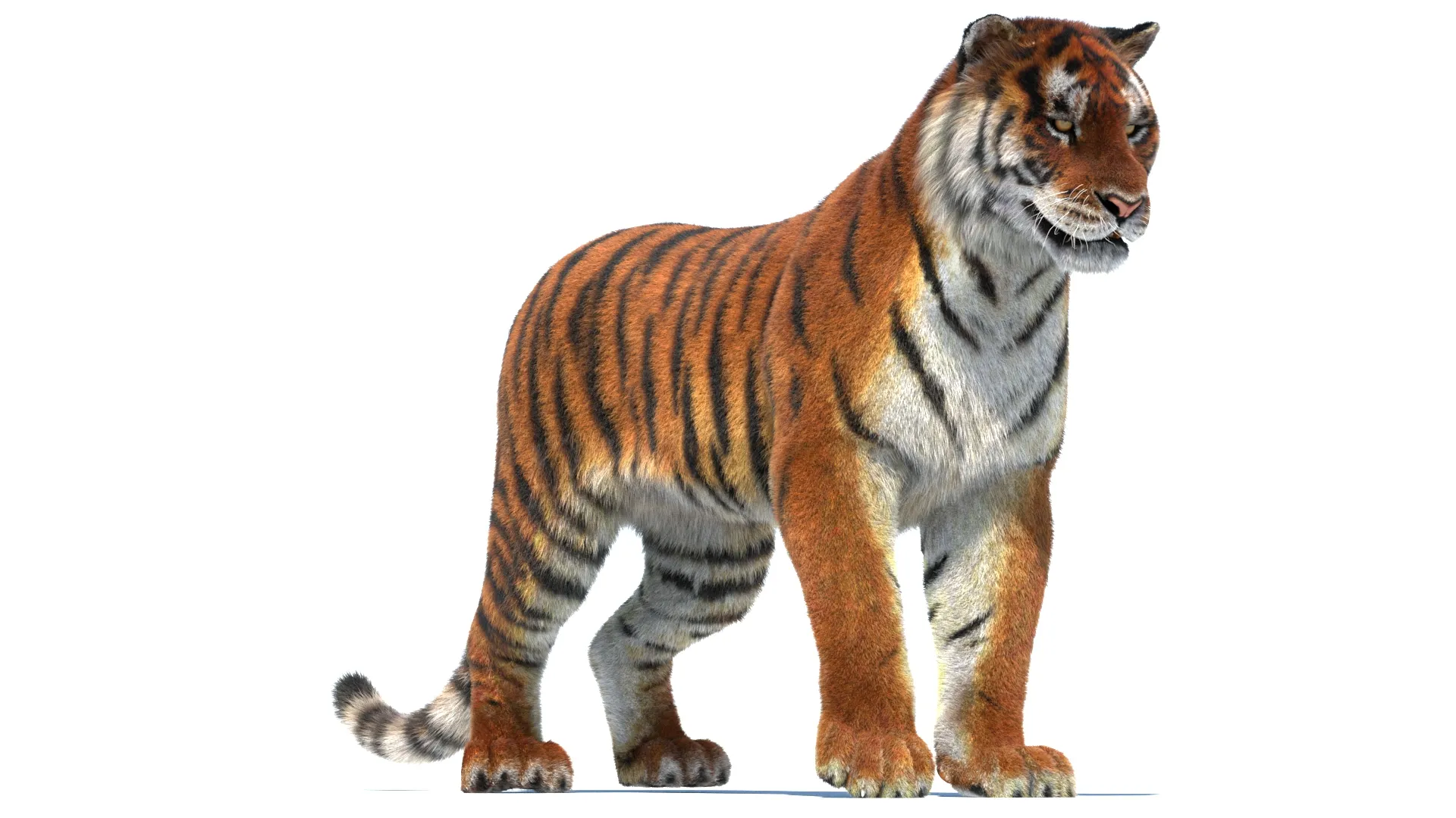 Rigged Siberian Tiger - Hair and Fur 3D Model .c4d .max .obj .3ds .fbx .stl .blend