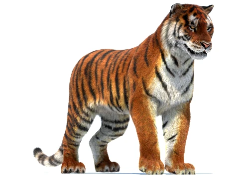 Rigged Siberian Tiger - Hair and Fur 3D Modell