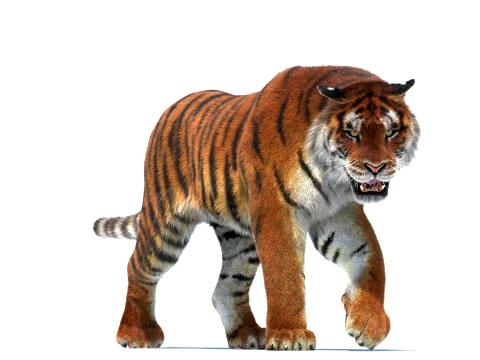 Rigged Siberian Tiger - Hair and Fur 3D Model
