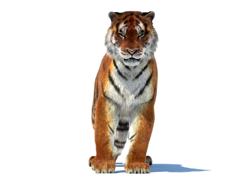 Rigged Siberian Tiger - Hair and Fur 3D Model