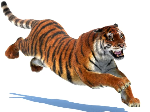 Rigged Siberian Tiger - Hair and Fur 3D Model
