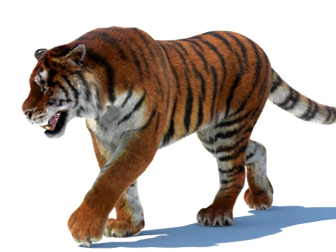 Rigged Siberian Tiger - Hair and Fur 3D Model
