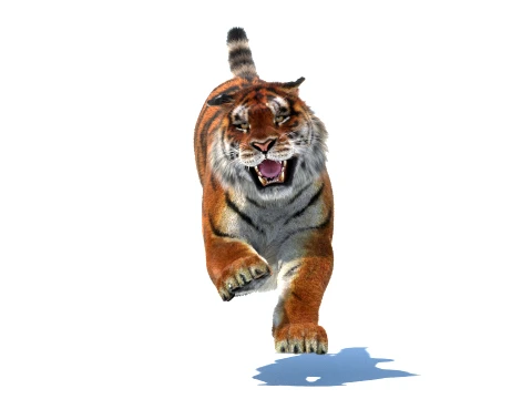 Rigged Siberian Tiger - Hair and Fur 3D Model