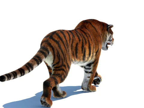 Rigged Siberian Tiger - Hair and Fur 3D Model