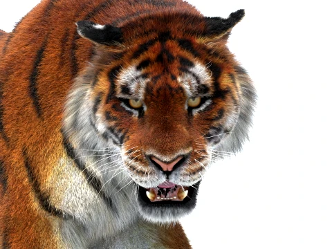 Rigged Siberian Tiger - Hair and Fur 3D Model