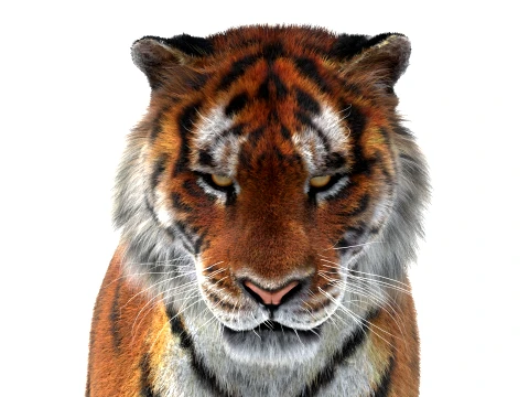 Rigged Siberian Tiger - Hair and Fur 3D Model